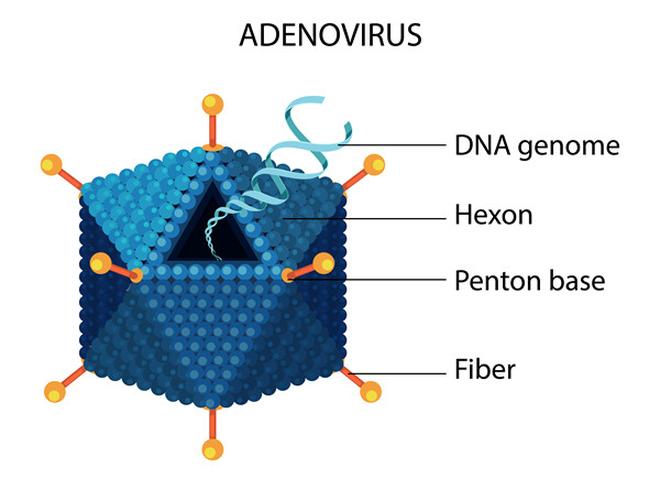 腺病毒(Adenovirus).jpg