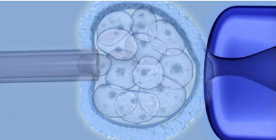 胚胎干细胞.jpg