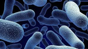 bacteria.png